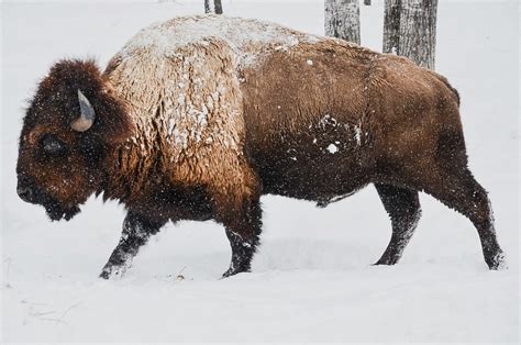 Free stock photo: Bison, Winter, Wild, Animal, Nature - Free Image on Pixabay - 1114091