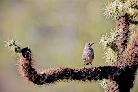 Discover the Official State Bird of Arizona - A-Z Animals