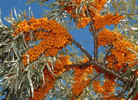 CAN YOU EAT SEA BUCKTHORN BERRIES? |The Garden of Eaden