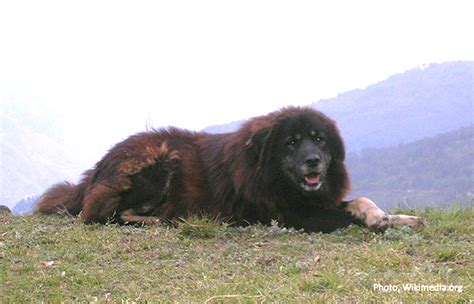 Bakharwal Dog Breed Information, Facts & Characteristics - HubPages