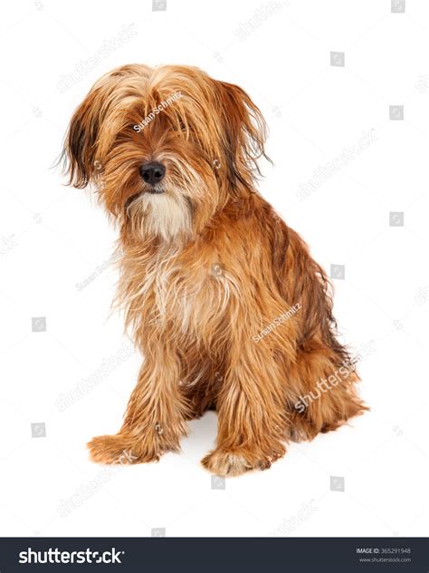 Adorable Young Mixed Breed Dog With Long Shaggy Hair Covering His Eyes ...