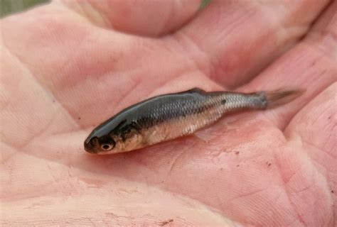 Minnow Identification - Finger Lakes Discussion - Lake Ontario United ...