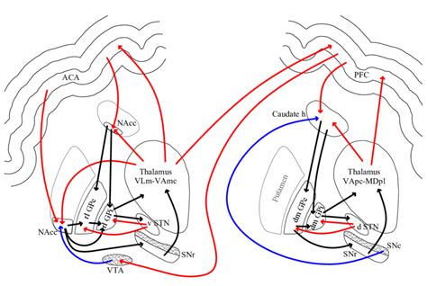 Model of spiral connected ventral and dorsal BG circuits. ACA, anterior ...