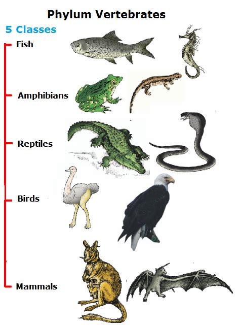 Phylum Vetebrates - Biology Notes for IGCSE 2014