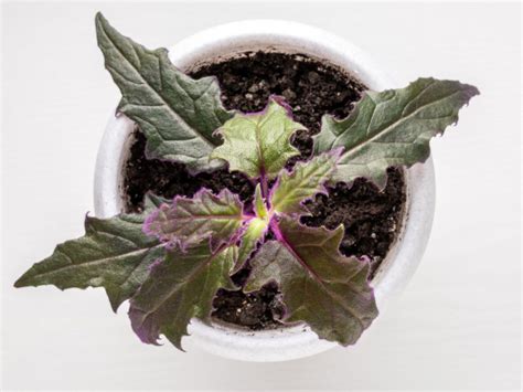 Growing Purple Passion Houseplants - Purple Passion Plant Care Information