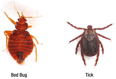 Ticks vs. Bed Bugs - Pest Control Gurus