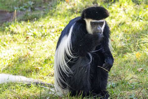 Black and White Colobus - Potawatomi Zoo