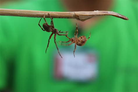 Fandojr Photography: Spider fight! "BOTOGS"