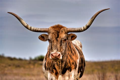 Texas Longhorn Cattle: 12 Facts, Like They Aren't Actually From Texas!