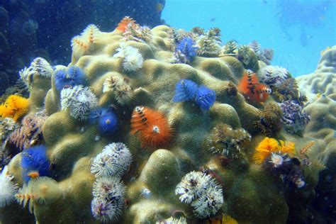 Scientists discover giant deep-sea coral reef - 12StoryLibrary.com