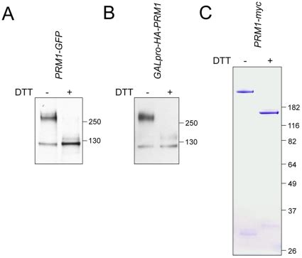 (A) Anti-GFP Western blot on whole cell lysate of PRM1-GFP MATa cells ...