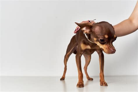 Doberman pinscher training - Compedium about dogs