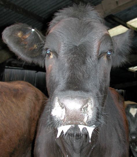 Foot And Mouth Disease In Cattle Pictures - PictureMeta