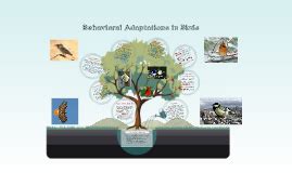 Behavioral Adaptations in Birds by Madeleine Mullane on Prezi