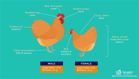 Buff Orpington All You Need To Know: Temperament and Egg Laying