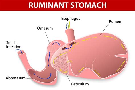 Which Animals Have Four Stomachs? - WorldAtlas