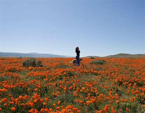 Visiting Antelope Valley Poppy Fields – Traveling Fig