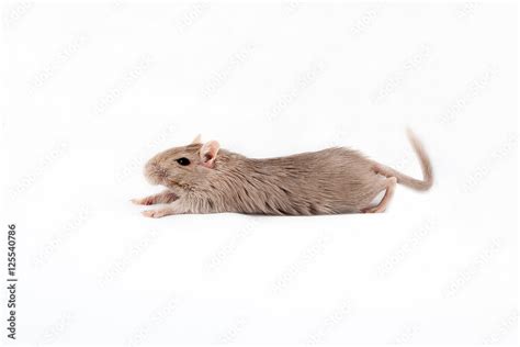 gray mouse gerbil Stock Photo | Adobe Stock