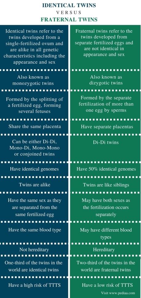 Difference Between Identical And Fraternal Twins In The Womb