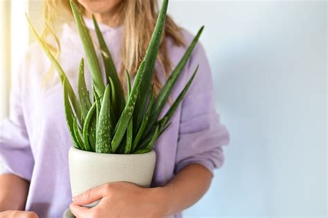 Exploring the power of plants for health - Thirsk Garden Centre