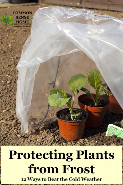 Protecting Plants from Frost - 12 Ways to Beat the Cold Weather