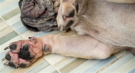 Dog Paw Allergy Issues: 6 Tips to Help Your Dog [With Pictures]