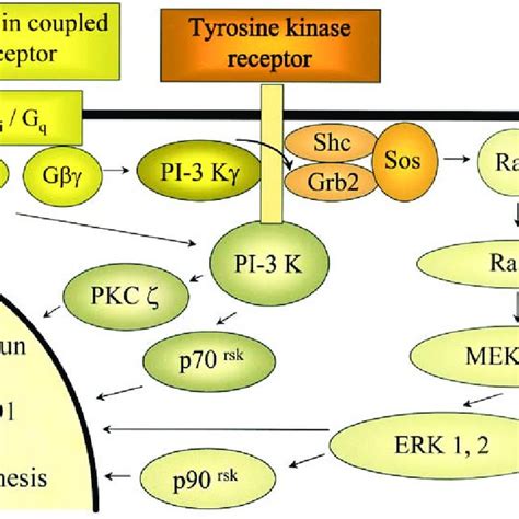 Mitogenic signaling pathways in human airway smooth muscle cells.... | Download Scientific Diagram