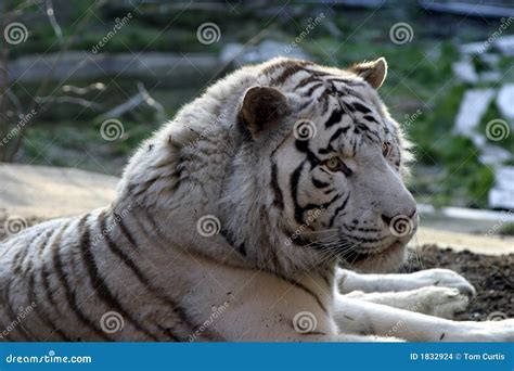 Siberian Snow Tiger Stock Images - Image: 1832924