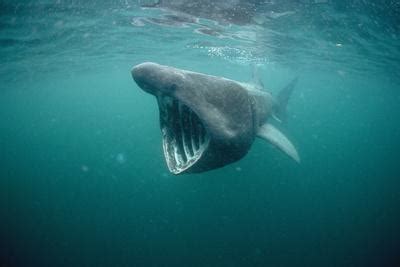 'Basking Shark Filter Feeding' Photographic Print - | AllPosters.com