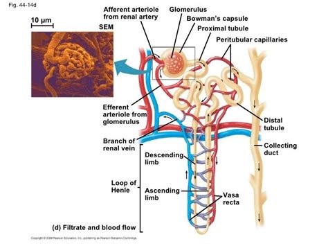 vasa recta and descending loop of henle - Google Search | Loop of henle, Endocrine system ...