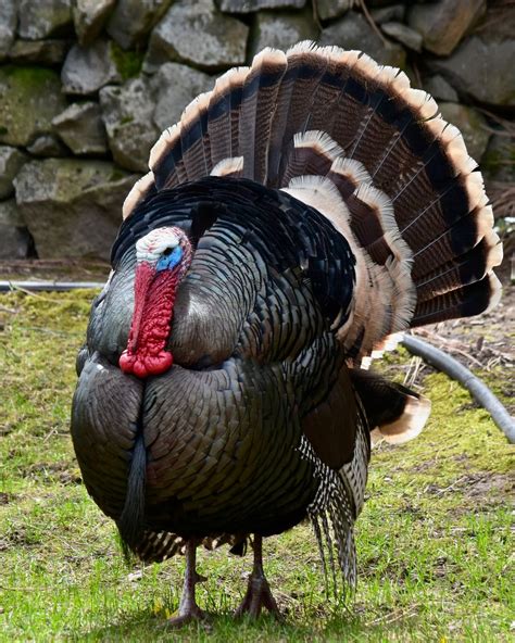 Wild Tom Turkey | Smithsonian Photo Contest | Smithsonian Magazine