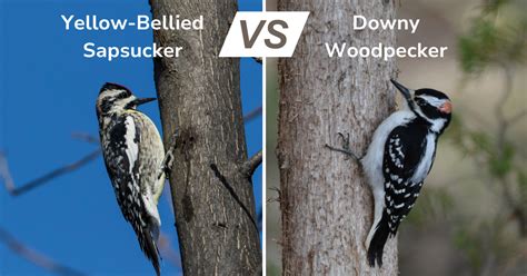 Yellow Bellied Sapsucker vs Downy Woodpecker: Quick ID Tips