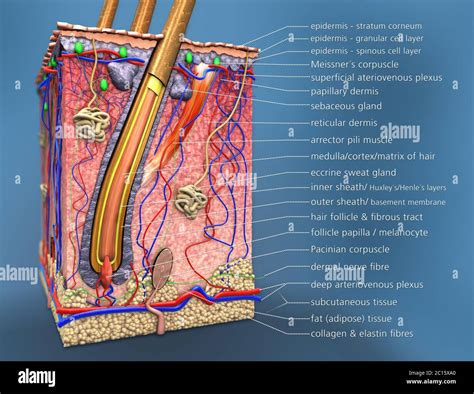 Structure of the human skin, cross section of hair follicle with ...