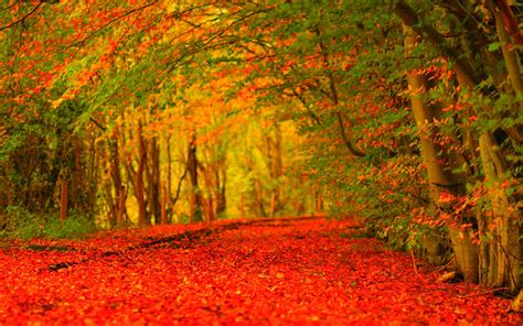 Autumn Screensavers Wallpaper (57+ images)