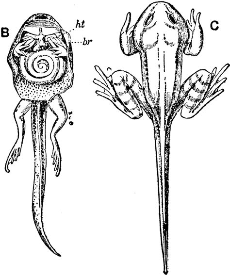 Inside and Outside View of Tadpole During Metamorphosis | ClipArt ETC