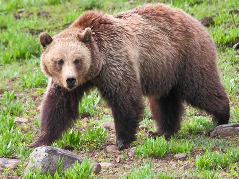 IMG_2175 Grizzly Bear, Yellowstone National Park | Canon EOS… | Flickr