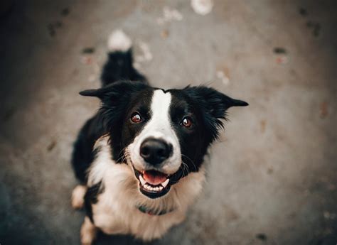 Cute Border Collie | Free Photo - rawpixel