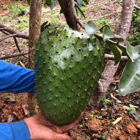 Giant Soursop Fruit Tree (Annona muricata) 3’-4’ Ready to give fruit ...