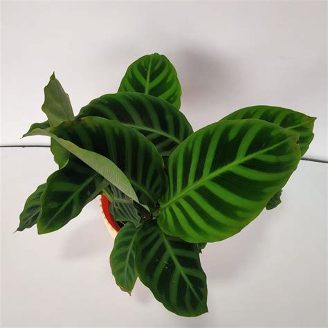 Calathea Zebrina - NurseryBuy