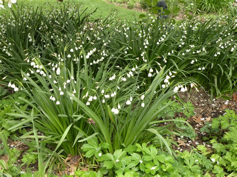 Bulbs for Shade | Bobbie's Green Thumb