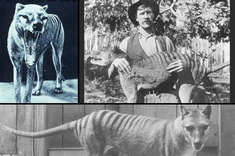 Tasmanian Tiger Still Alive