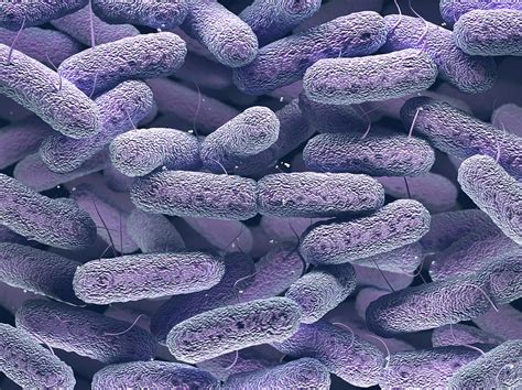 Enterobacteriaceae Bacteria Photograph by Ktsdesign/science Photo Library - Pixels