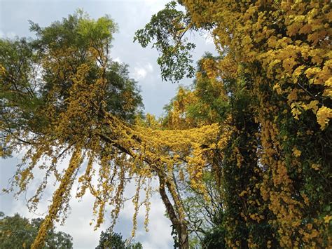 Spring has come to the University of Peradeniya