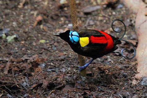 5 days-Raja ampat Birds Photography | Trek-Papua