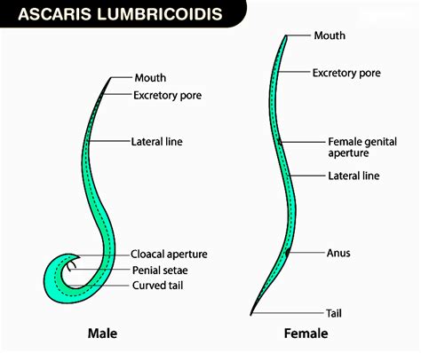 Ascaris lumbricoides Structure and Life Cycle