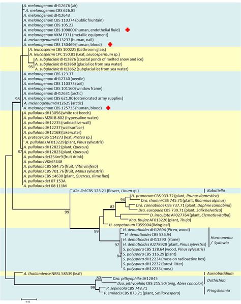 Aureobasidium - Atlas of Clinical Fungi