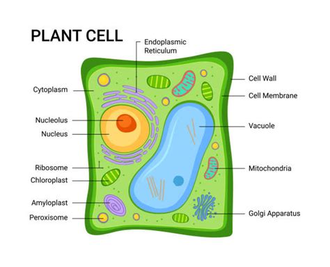 6+ Plant Cell Diagram Labelling - CiroRhyian