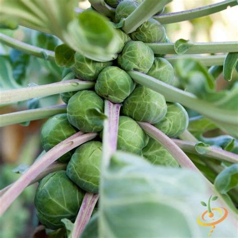 All Brussels Sprouts Seeds! Source for organic NON-GMO heirloom seeds ...