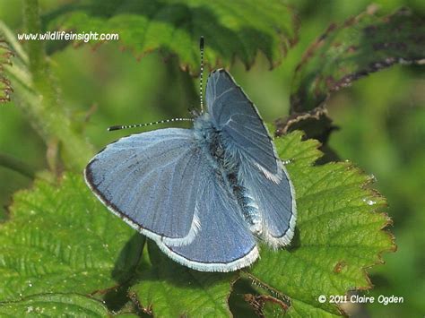 Holly Blue Butterfly and caterpillar (Celastrina argiolus) | Wildlife Insight