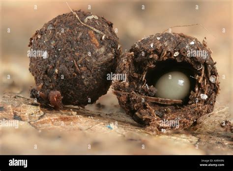 Millipede eggs hi-res stock photography and images - Alamy